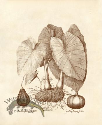 Besler 11 Colocasia